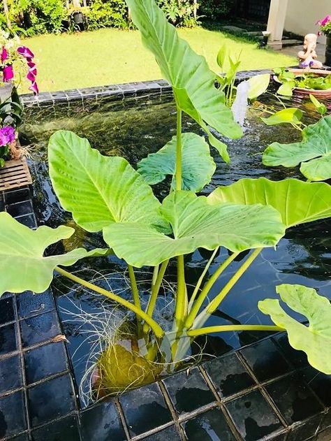 25 Best Plants for a Koi Pond that You Must Grow Pond Plants Ideas, Plants For Ponds, Water Plants For Ponds, Pond Plants, Koi Ponds Backyard, Fish Pond Plants, Koi Pond Landscaping, Water Pond Plants, Koi Pond Plants