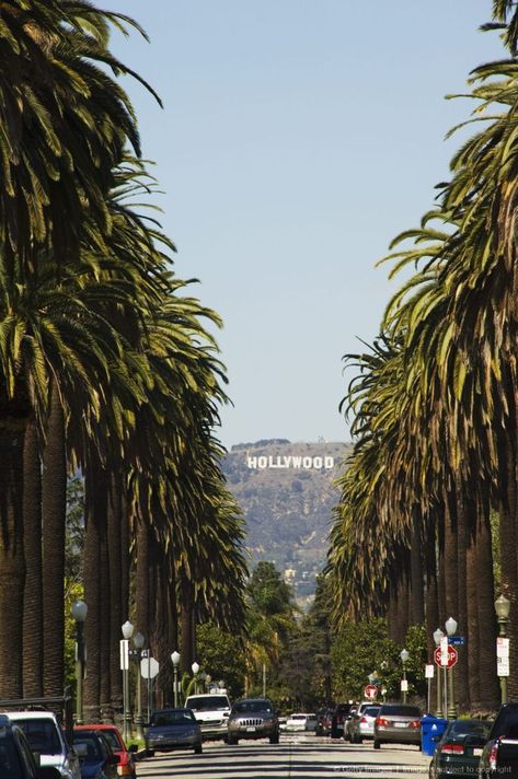 Hollywood Hills from a tree lined Beverly Hills Boulevard, Los Angeles, California. Destinations, Trips, Los Angeles, Angeles, Travel Dreams, Hollywood Hills, Dream Vacations, Travel Inspiration, Places To See