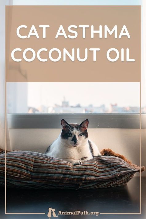 Feline Asthma Remedies, Coconut Oil For Cats, Cat Asthma, Cat Skin Problems, Benadryl For Cats, Cat Health Remedies, Cat Medicine, Cat Health Problems, Cat Treats Homemade