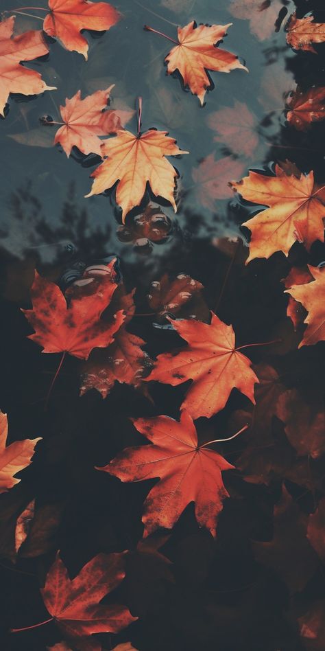 Nature, Fall Backgrounds Iphone, Fall Background Wallpaper, Autumn Phone Wallpaper, Fall Wallpaper, Fall Leaves Wallpaper, Autumn Leaves Wallpaper, Fall Background, Fall Leaves Background