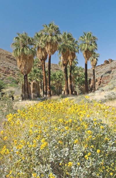 Where to Take Interesting Walks in the Coachella Valley Coachella, Nature, Outdoor, Palm Springs, Valley California, California Travel, Desert Places, Desert Life, Hills