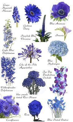 SO MANY FLOWERS!!!!!!!!!!!!!!!!!!!!!!!!!!!!!!!! Flowers by color. So amazing and helpful Floral, Floral Arrangements, Wedding Flowers, Wedding Bouquets, Blue Wedding Flowers, Blue Wedding, Flower Arrangements, Flower Garden, Beautiful Flowers