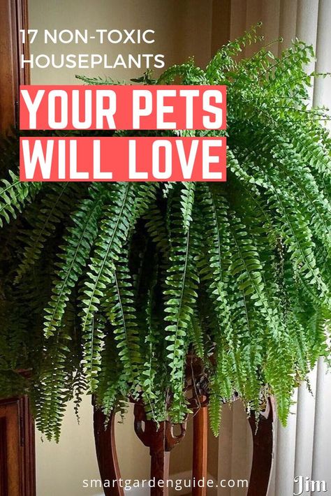 If you're looking for a non-toxic fern, safe for cats and other pets, the boston fern is a great choice. I've covered 16 other cat safe houseplants in this article. Boston, Houseplants Safe For Cats, Pet Safe, Plant Care, Cat Plants, Cat Safe, Indoor Ferns, Fern Houseplant, Houseplants Indoor