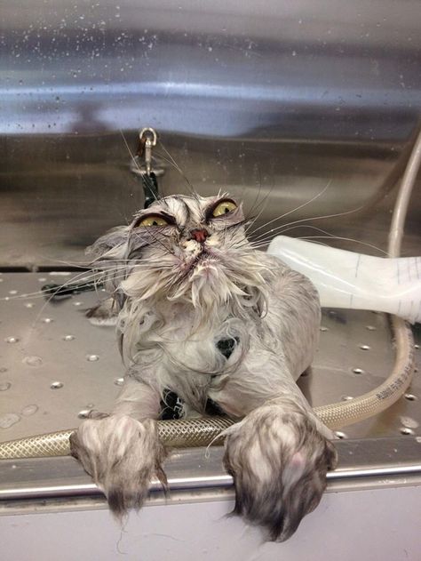 a cute picture of a wet grey cat in a sink Funny Memes, Funny Animal Pictures, Funny Animal Jokes, Funny Animal Photos, Funny Cat Pictures, Funny Cute Cats, Silly Cats Pictures, Silly Cats, Ugly Cat