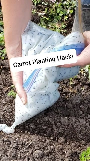 Outdoor, Growing Vegetables, Planting Carrots Seeds, Carrot Gardening, Growing Food, Vegetable Garden Tips, Growing Carrots, How To Plant Carrots, Home Vegetable Garden