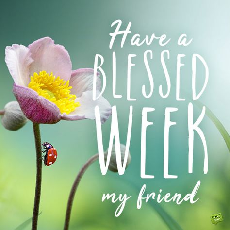 Have a blessed week image with beautiful flowers. Friendship, Attitude, Image, Happy New Week, Beautiful Monday, Good Morning Happy, Good Morning Images, Good Morning Love, Good Morning Wishes