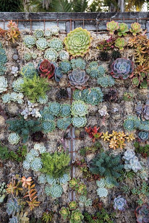 How to create an instagrammable garden wall | Home Beautiful Magazine Australia Succulent Gardening, Terrarium, Succulents Garden, Succulent Wall Garden, Plant Wall, Succulent Display, Vertical Succulent Gardens, Hanging Plants, Hanging Plants Indoor