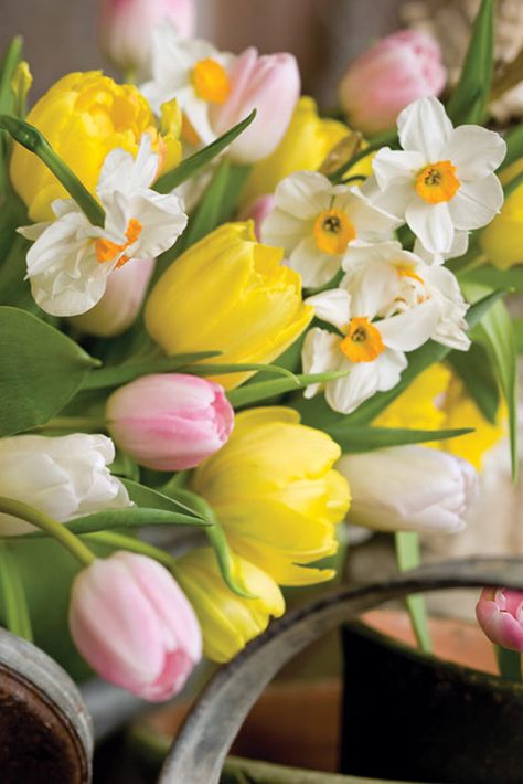 Spring is here; why not bring its beauty into your home? Tulips Garden, Tulips Flowers, Daffodils, Fresh Flowers, Flowers Bouquet, Beautiful Flowers, Wedding Flowers, Easter Flowers, Bouquets