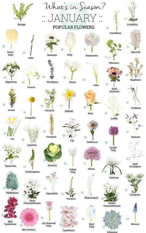 Gardening, Floral, Lily Flower, Lilies Flowers, Wholesale Flowers, Flower Names, Flower Guide, Floristry, Flower Arrangements