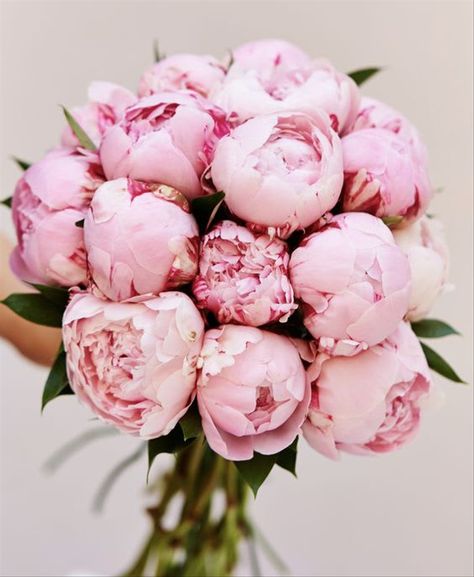 Pink Peonies, Peonies, Pink, Pretty In Pink, Pink Flowers, Pretty Flowers, Peonies Bouquet, Rose, Beautiful Flowers