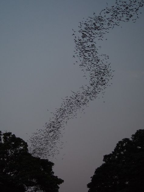 The bats of Battambang! Millions of bats fly out of a cave every evening just outside Battambang in Cambodia. A must see. Battambang, Cambodia, Outdoor, Bats, Bat Flying, Beach, City, Cave, Trip