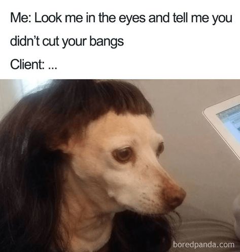 25+ Hilarious Memes That Will Make You Feel Bad For Your Hairstylist | Bored Panda Memes Humour, Humour, Funny Memes, Instagram, Memes Humor, Humor, Perros, Chistes, Meme