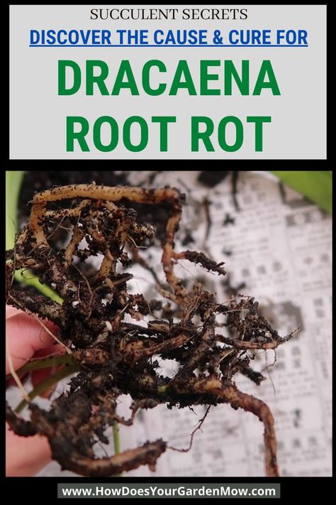 dracaena root rot Herbs, Dracaena Plant Care, Dracaena Plant, Plant Help, Plant Needs, Easy Care Plants, Dracena Plant, Dracaena, Indoor Plants