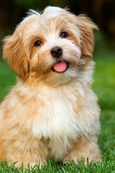 Puppies, Dog Breeds, Dogs And Puppies, Pet Dogs, Dogs, Small Dogs, Dog Bed, Doggy, Cute Dogs And Puppies