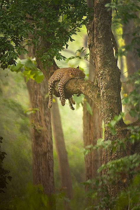 35 Examples of Inspirational Wildlife Photography - Speckyboy Design Magazine Jaguar, Leon, Tigre, Leopard, Cats, Feline, Animaux, Animais, Beautiful