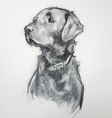 Labrador Sketch Drawings, Animal Sketching Ideas, Dog Sketch Labrador, Dog Art Labrador, Lab Sketch Dog, Drawing Of Labrador, Dogs Sketches Drawing, Pencil Animal Sketches, Sketch Art Inspiration Easy