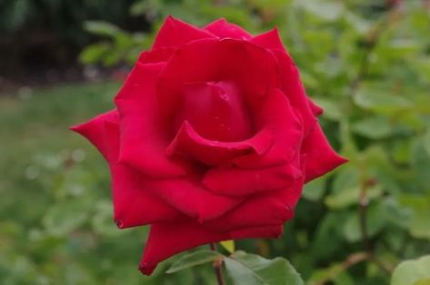 Pride of England Rose Flowers, Rose, Hybrids, Exquisite, Rose Varieties, Rose Bush, Types Of Roses, Vines, Flowering Vines