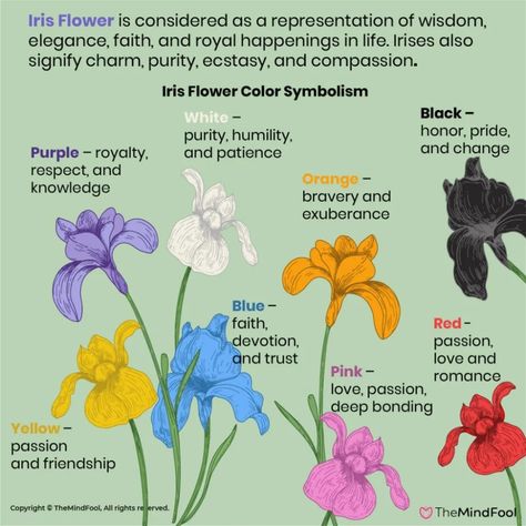 A Complete Guide to Iris Flower Meaning and Symbolism | TheMindFool Plant Symbolism, Awakening Soul, Flower Meanings, Color Symbolism, Iris Flowers, Symbols And Meanings, Flower Names, Iris, Flower Symbol