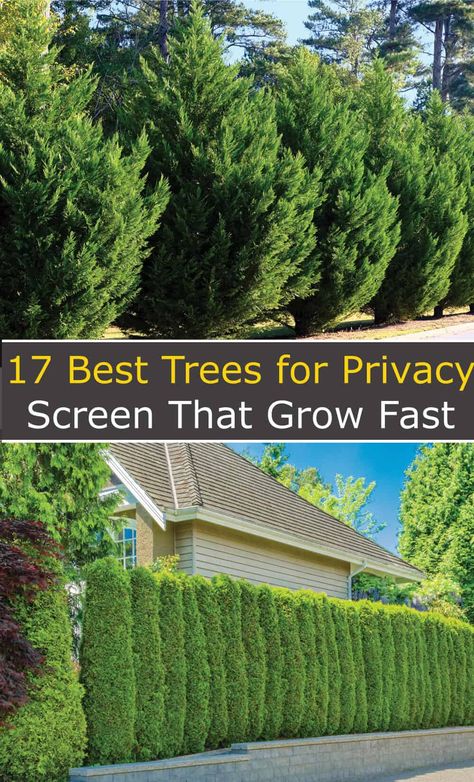 Ideas, Gardening, Best Trees For Privacy, Privacy Trees, Privacy Plants, Trees For Front Yard, Shrubs For Privacy, Backyard Trees, Backyard Privacy