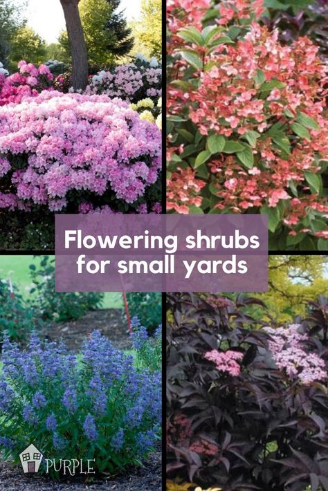 These flowering bushes can add lots of long-lasting color and personality to your small yard and are large enough to make a big statement. In fact, a lot of the perennial shrubs I’ll mention bloom for weeks and even months on end.  #shrubs #bushes #flowering Gardening, Perennial Bushes With Flowers, Perennial Bushes, Flowering Bushes Full Sun, Flowering Shrubs, Flowering Bushes, Full Sun Perennials, Shrubs For Landscaping, Best Perennials