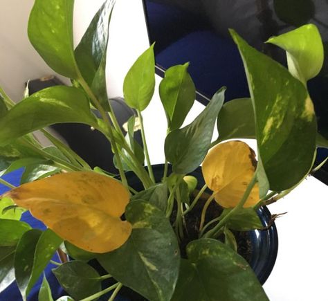 Why are my Pothos Leaves Turning Yellow? (And How To Fix It) - Smart Garden Guide Planting Flowers, Flora, Potted Plants, Nature, Outdoor, Growing Vegetables, Pothos Plant Care, Golden Pothos Care, Pothos Plant