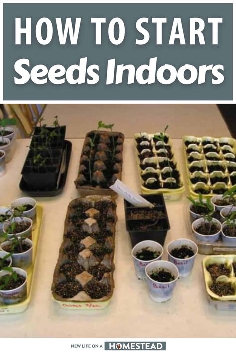 Compost, Fruit, Planting Seeds, Seeds To Start Indoors, Starting Seeds Indoors, Seedlings Indoors Starting, Starting Seeds Inside, Starting Garden Seeds Indoors, Growing Herbs Indoors