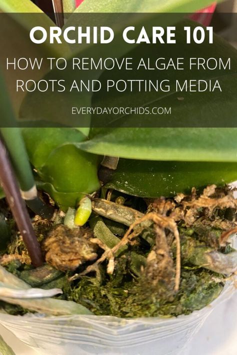 How to get rid of algae on orchid roots, pots and potting media: everything you need to know. #orchid #orchidcare #algaeorchid #orchidroots #algaeonplant Nature, Garden Care, Repotting Orchids, Types Of Orchids, Orchid Diseases, Growing Orchids, Plant Fungus, Plant Diseases, Orchid Care