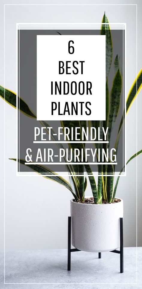 Outdoor, Gardening, Terrariums, Indoor Air Purifying Plants, Indoor Plants Pet Friendly, Plants Pet Friendly, Dog Safe Plants Indoor, Safe House Plants, Best Indoor Plants
