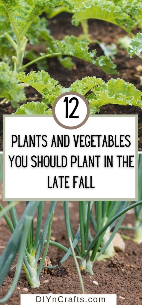 Summer garden gone? Check out these vegetables to plant in the late fall! Perfect for continuing your harvest before next season! These are great vegetables to plant in fall for an extended harvest! Summer, Growing Vegetables, Design, Gardening, Vintage, Fall Vegetables To Plant, Fall Garden Vegetables, Garden Veggies, Fall Garden Planting