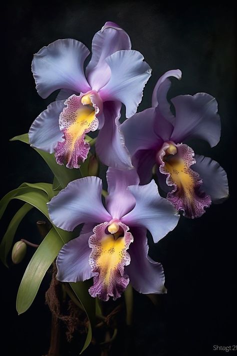 Cattleya Orchid, Cattleya, Beautiful Orchids, Orchids, Orchards, Iris Flowers, Orchid Photography, Bloemen, Purple Orchids