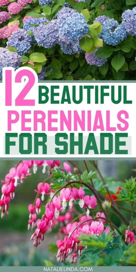 Shaded Garden, Shade Loving Perennials, Part Shade Perennials, Best Perennials For Shade, Full Sun Perennials, Tall Perennial Flowers, Flowers Perennials, Perennial Garden, Shade Loving Shrubs