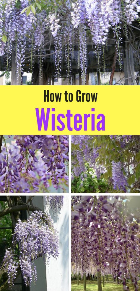 Wisteria is a low-maintenance perennial. Learn how to grow wisteria in your own yard with these simple tips! Garden Care, Shaded Garden, Organic Gardening, Planting Flowers, Wisteria How To Grow, Flowering Vines, Shade Garden, Garden Vines, Low Maintenance Garden