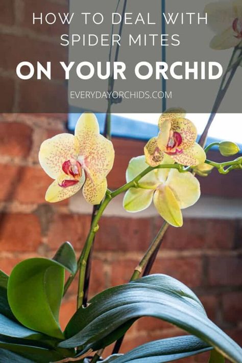 Are your orchid leaves pitted or silvery? Do you have fine webbing under the leaves and around your orchid? Your orchid likely has spider mites. Learn more about this common orchid pest here. Find out how to get rid of spider mites on your orchids and how to keep them from coming back. #Orchid #OrchidCare #SpiderMite Shaded Garden, Growing Orchids, Orchid Care, Orchid Pests, Repotting Orchids, Orchid Roots, Succulents In Containers, Get Rid Of Spiders, Shade Garden