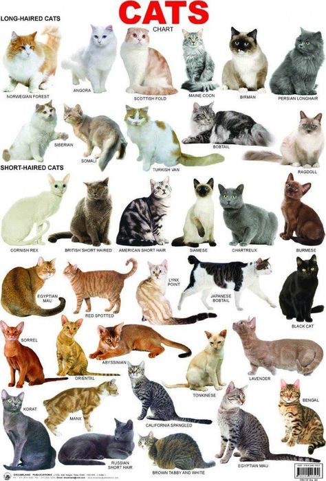 Cat breeds: information, characteristics and behavior From cuddly cats that like to laze about at home to independent cats who like to roam and explore the local neighbourhood, no two are quite the same. If you are interested in adopting, reho Types Of Cats Breeds, Cat Breeds Chart, Different Types Of Cats, Best Cat Breeds, Types Of Cats, Beautiful Cat Breeds, Cat Aesthetic, Cat Drawing, Crazy Cats