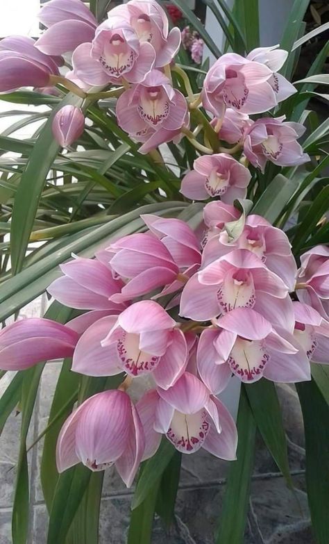Beautiful pink orchid Hoa, Bunga, Rosas, Flores, Bloemen, Beautiful Flowers, Flower Aesthetic, Pretty Flowers, Bouquet