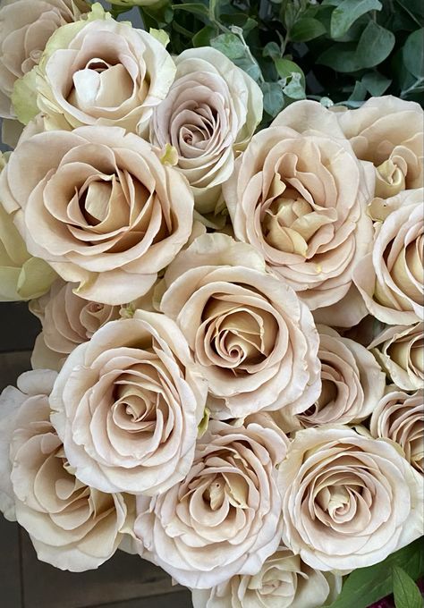 Astral Rose Variety - Beige Tan Rose Gardening, Rose Varieties, Rose, Ivory Roses, Rosas, Spray Roses, Blush Roses, Rose Arrangements, Cream Roses