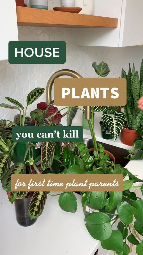 Good Indoor Plants, Growing Plants Indoors, Indoor Plant Care, Best Plants For Bedroom, Best Indoor Plants For Beginners, House Plant Care, Cheap Plants, Best Indoor Plants, Plant Care