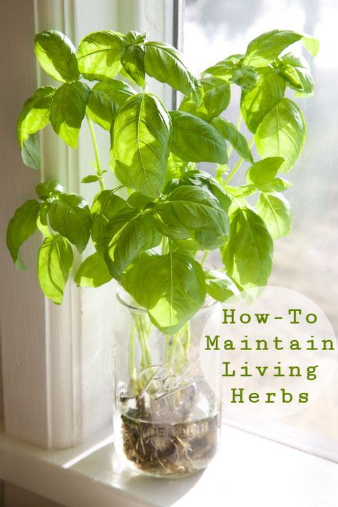 Herb Garden, Herbs, Outdoor, Growing Vegetables, Herbs Indoors, Fresh Herbs, Growing Herbs, Hydroponics, Growing Basil