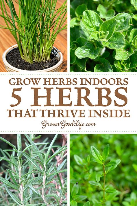 Growing Vegetables, Shaded Garden, Vegetable Garden, Organic Gardening, Growing Food Indoors, Growing Herbs Indoors, Growing Food, Growing Herbs, Planting Herbs