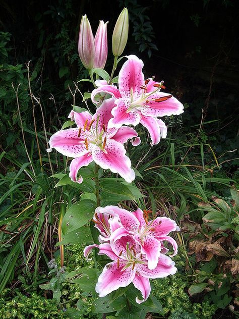 stargazer lily.. my gram had these in her yard, I want my lily tattoo these colors I think Ornament, Tropical Flowers, Lily Flower, Lily Garden, Day Lilies, Oriental Lily, Bloom, Rose Lily, Lilium