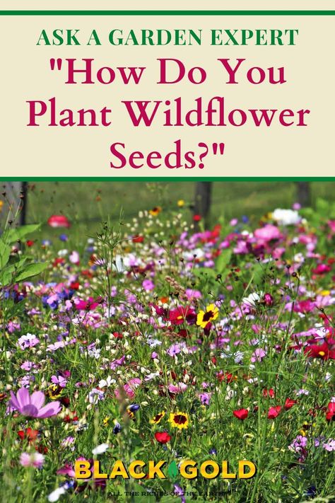 “What is the best way to plant wildflower seeds. I am preparing a spot on a sunny hill, taking the grass and roots out down to the dirt. I know I have to mix the seeds with sand. Are there any other tips on making them thrive? I appreciate the advice.  Thank you.” Question from Lexy of Weare, New Hampshire #wildflower #seed #seeds #planting #diy #howto Planting Seeds, Planting Flowers, Layout, Planting Wildflower Seeds In Pots, Planting Flower Seeds, Planting Herbs, Planting Seeds Outdoors, Planting Flowers From Seeds, Grow Wildflowers