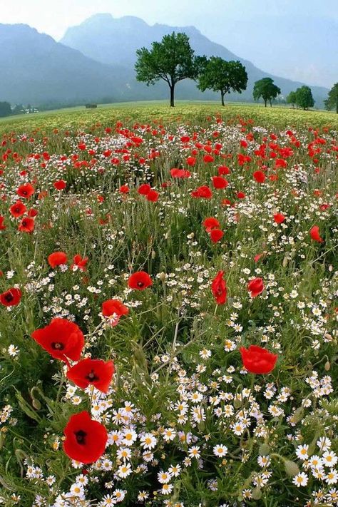 field of Poppies Nature, Meadow Garden, Flower Field, Wildflowers, Wild Flower Meadow, Nature Photos, Beautiful Gardens, Beautiful Flowers, Flowers Nature