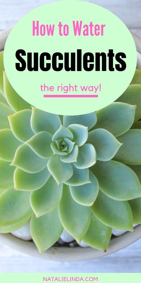 Learn how to water succulents so that you can grow a healthy succulent garden! This easy guide will show you how and when to water your succulents! Planting Flowers, Nature, Indoor Plants, Zen Garden, Succulent Garden Design, House Plants Indoor, Succulent Garden Indoor, Inside Plants, Growing Plants Indoors