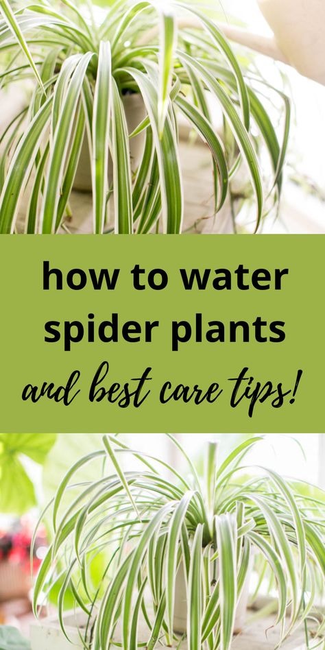 green spider plants and a watering can House Plants, Plants, Plant Aesthetic, Cool Plants, Plant Care, Growing Plants, Pothos Plant, Inside Plants, Garden Plants