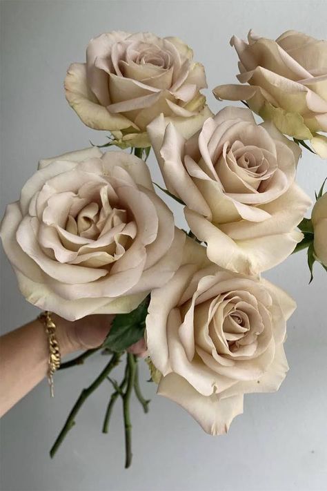 Floral, Ivory Flowers, Rose Varieties, Cream Roses, White Roses, Rose, Cream Flowers, Brown Flowers, Rose Gold Flower