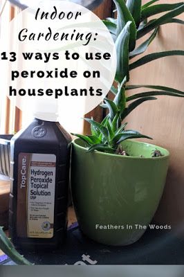 Gardening, Plant Pests, Plant Bugs, Peroxide Uses, Hydrogen Peroxide Uses, Planting Herbs, Plant Fungus, Plant Care, Hydrogen Peroxide