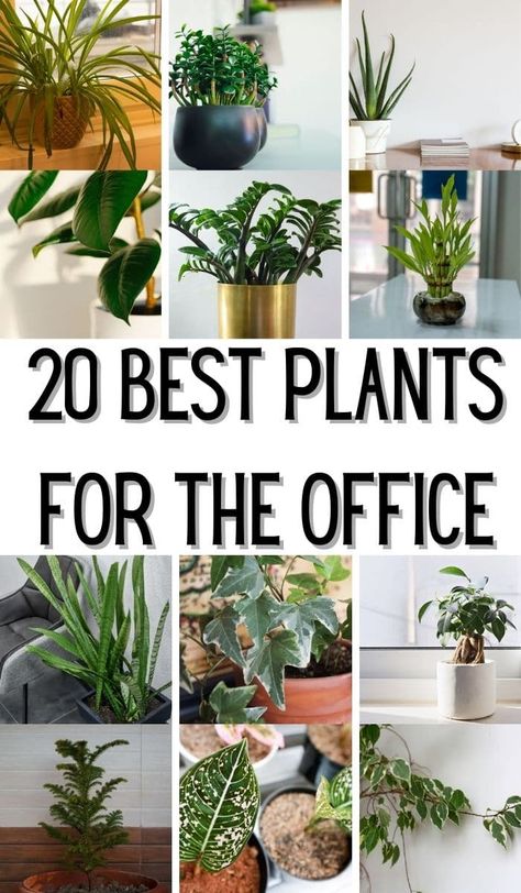 Gardening, Home Décor, Best Plants For Office, Best Office Plants, Plants For Office, Best Indoor Plants, Indoor Plants Styling, Plants For Office Desk, House Plants Decor Indoor
