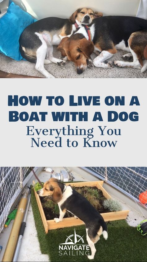 Catamaran, Humour, Boat Stuff, Dog Travel, Boating Tips, Boat House, Boat Building, Boat, Sailing Trips