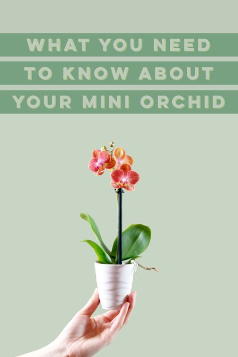 Diy, Cactus, Gardening, Ideas, Orchid Care, Plant Care Houseplant, Plant Care, Orchid Plant Care, Orchid Fertilizer