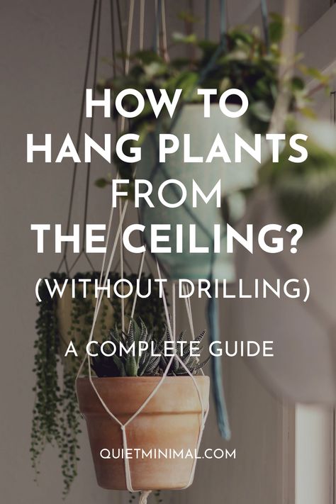 How to Hang Plants From the Ceiling Without Drilling (12 Creative Ways) Gardening, Terrarium, Hang Plants From Ceiling, Hanging Ladder From Ceiling With Plants, Hanging Plants Diy, Best Hanging Plants Indoor, Hanging Planters, Ladder Hanging Plants, Hanging Plant Diy